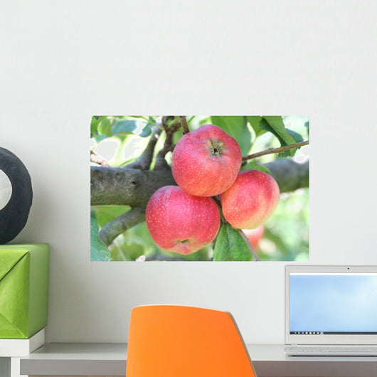 Tre Mele Rosse Su Wall Mural