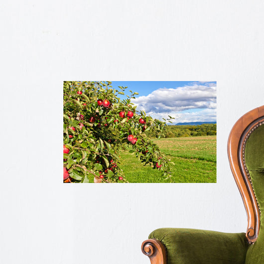 Apple Tree Nature