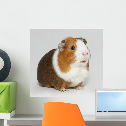 Guinea Pig