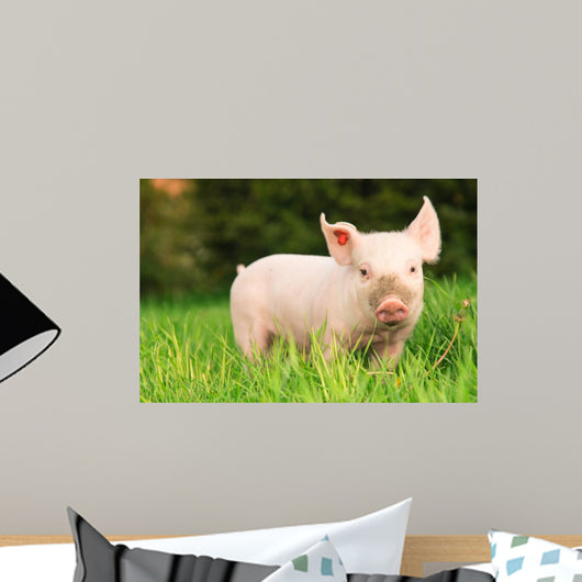 Outdoor Pig