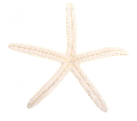 White Finger Starfish Wall Decal