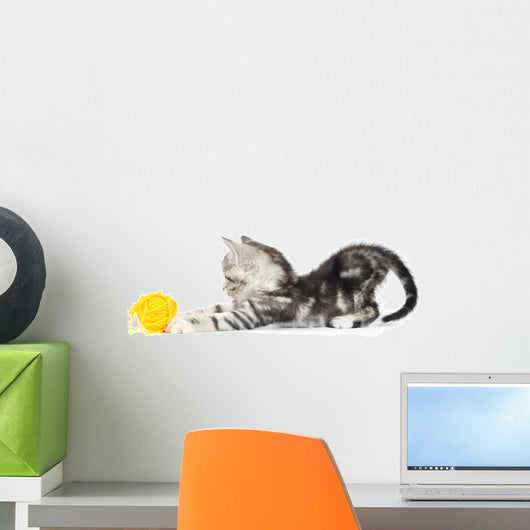 Grey Kitten Playing