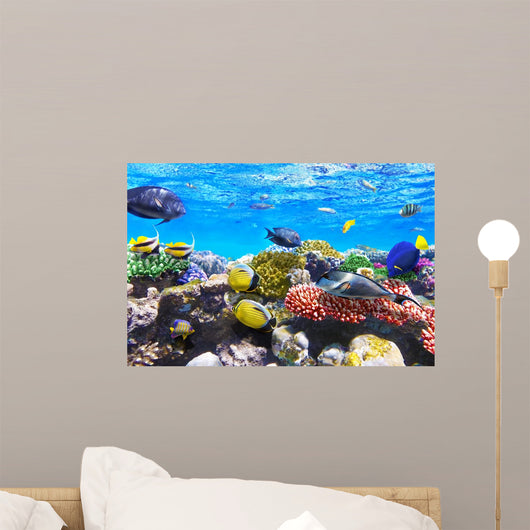 Coral and Fish Red