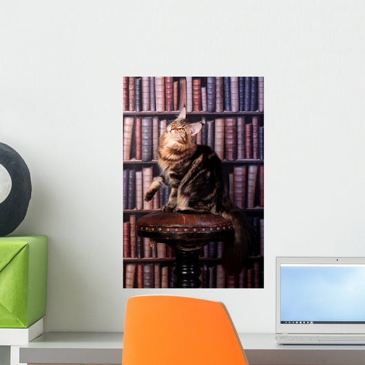 Brown Tabby Maine Coon Wall Mural