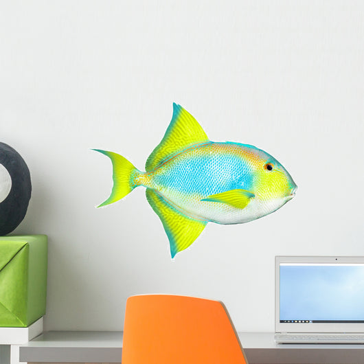 Tropical Reef Fish