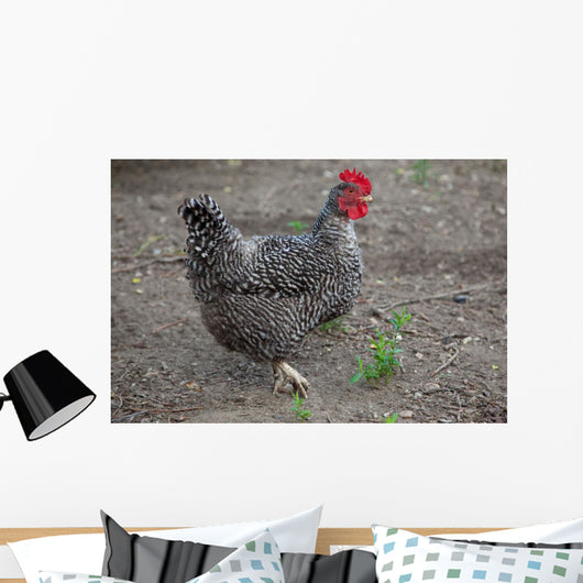 Hen Wall Mural