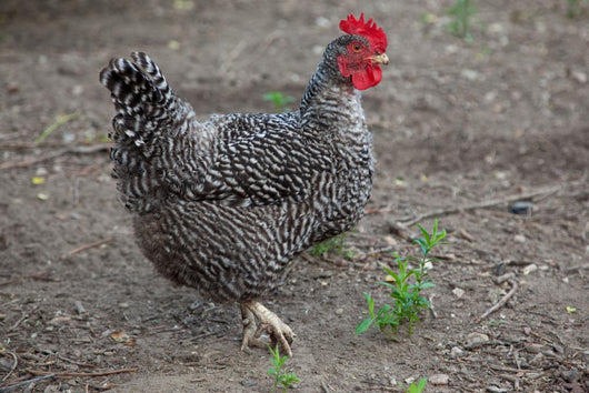 Hen Wall Mural