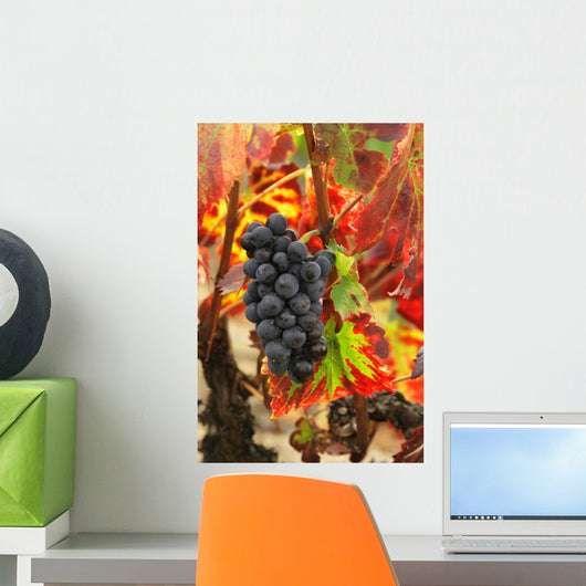 Grapes and bright red autumn grape leaves in the vineyard Wall Mural