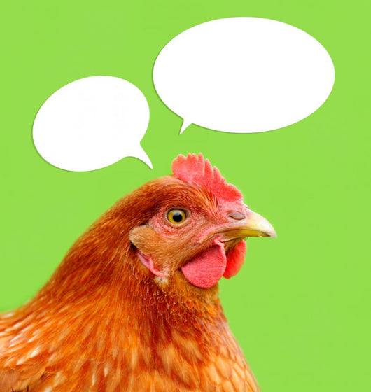 Red Chicken with Thought Balloons on Green Background Wall Mural