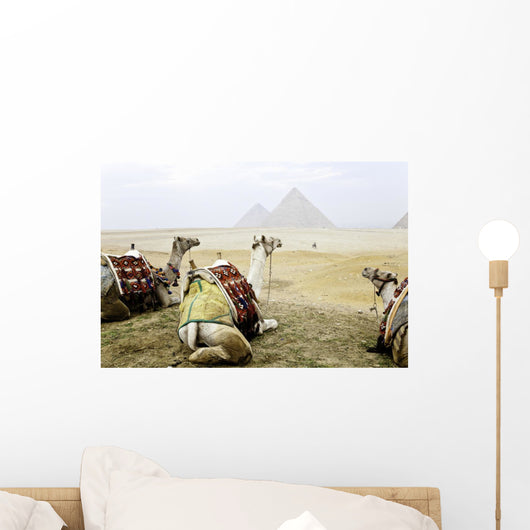 Three Camels and Pyramids