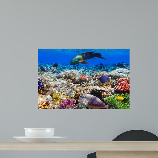 Coral and Fish Red