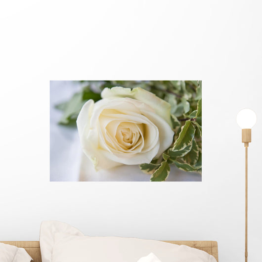White Rose