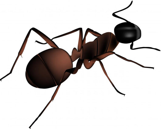 Formica - Ant Wall Decal