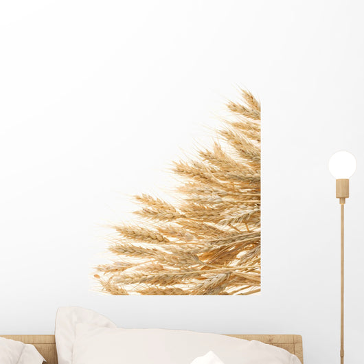 ripe ears of barley isolated on white Wall Decal