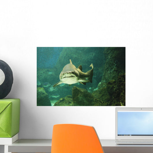 Shark