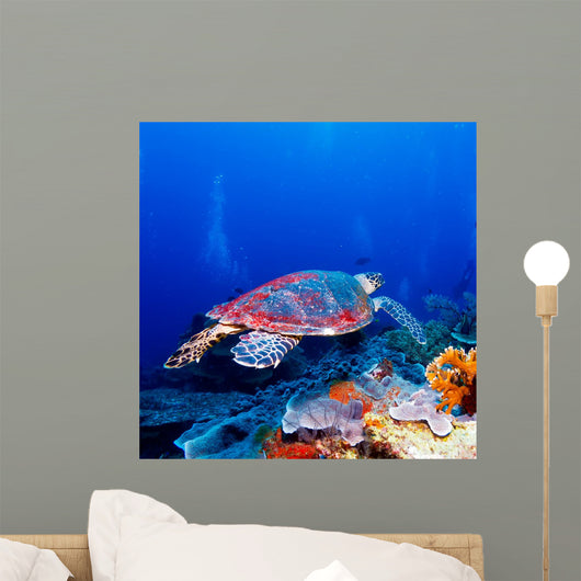 Green Sea Turtle near