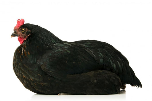 Resting Chicken Wall Decal