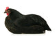 Resting Chicken Wall Decal