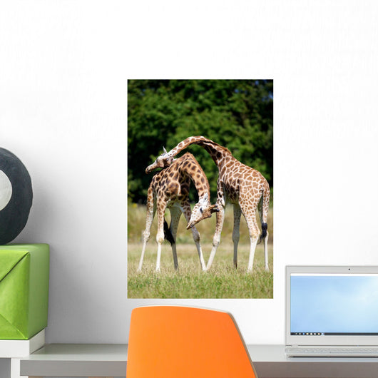 Giraffes