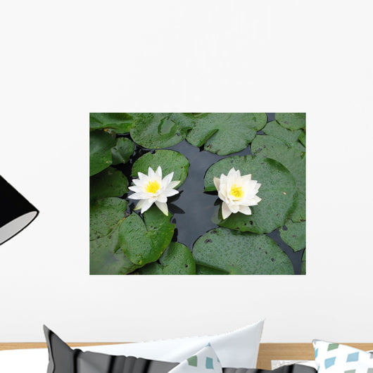 Two Water Lilies