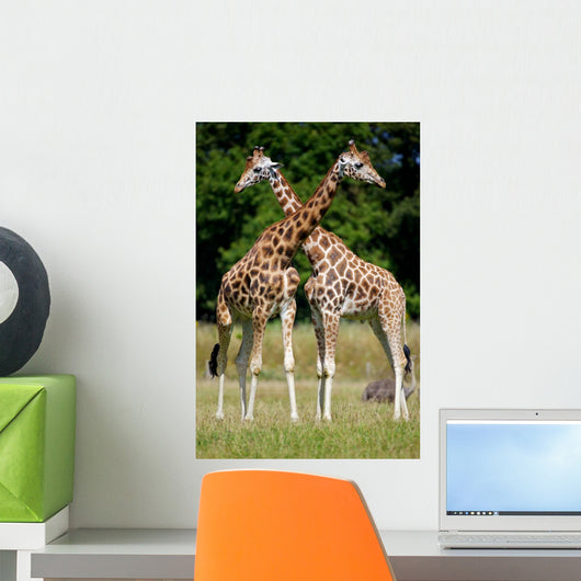 Giraffes Wall Mural