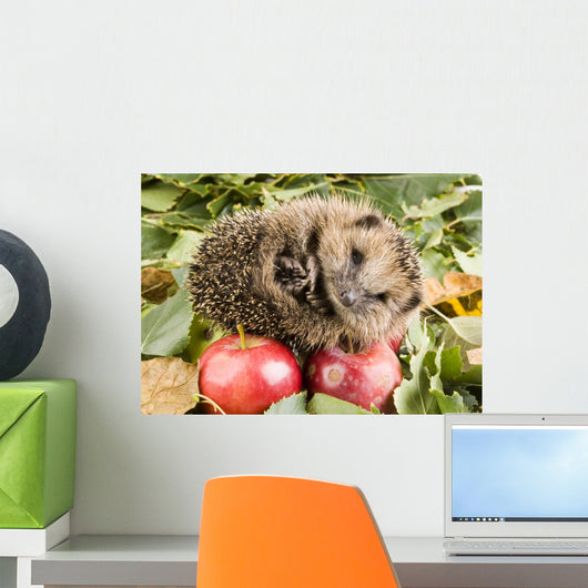 Crazy Hedgehog