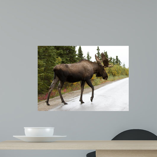 Bull Moose Alaska