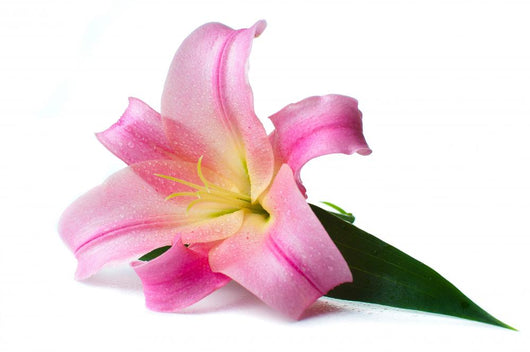 Wet Pink Lily Wall Decal