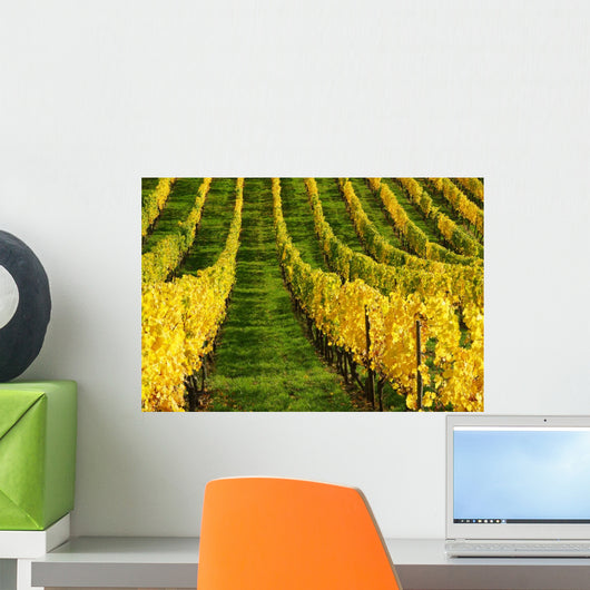 Vineyard Autumn