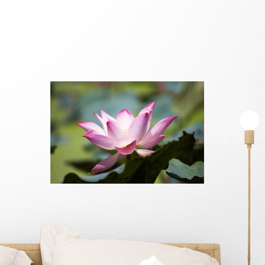 Lotus Flower