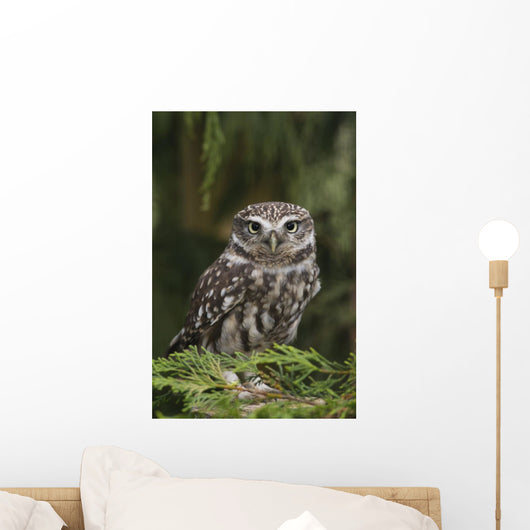 Little Owl Athene Noctua Wall Mural