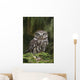 Little Owl Athene Noctua Wall Mural