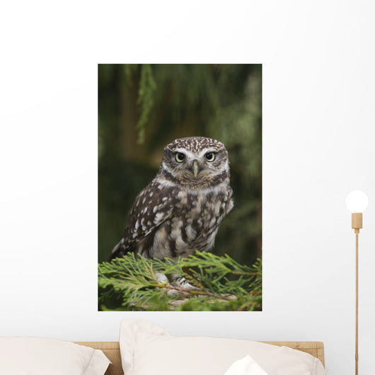 Little Owl Athene Noctua Wall Mural