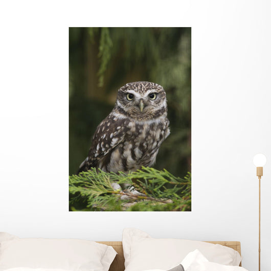 Little Owl Athene Noctua Wall Mural