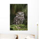 Little Owl Athene Noctua Wall Mural