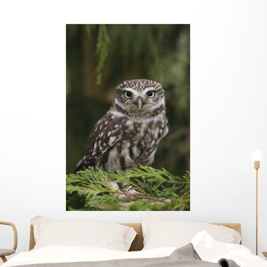Little Owl Athene Noctua Wall Mural