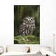 Little Owl Athene Noctua Wall Mural