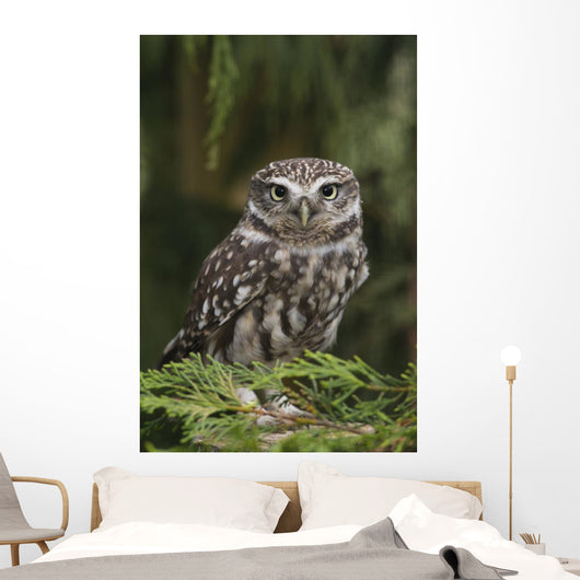 Little Owl Athene Noctua Wall Mural
