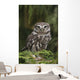 Little Owl Athene Noctua Wall Mural