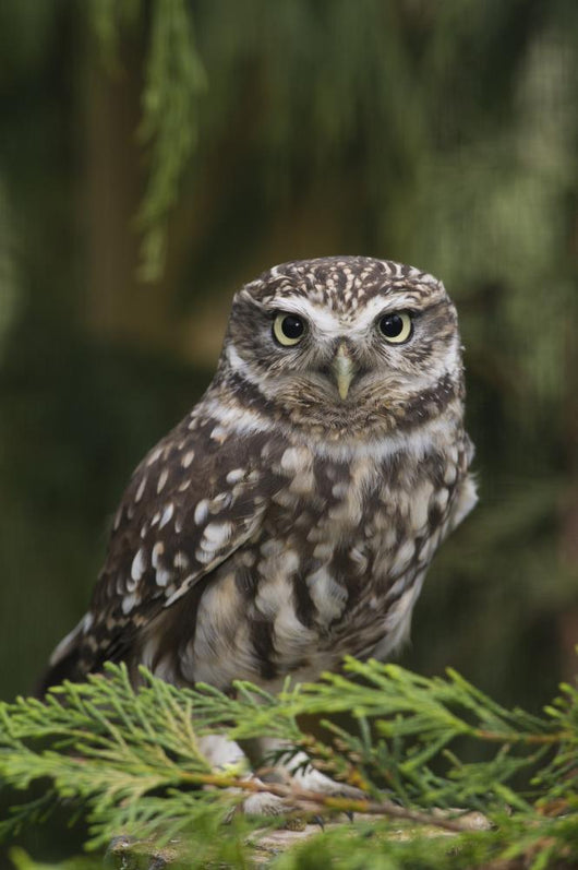 Little Owl Athene Noctua Wall Mural