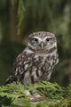 Little Owl Athene Noctua Wall Mural