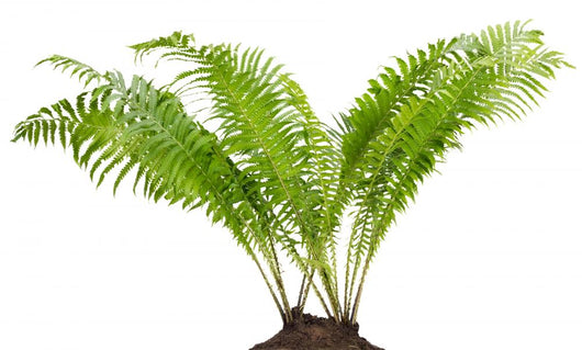 Fern Forest Real Bush Wall Decal