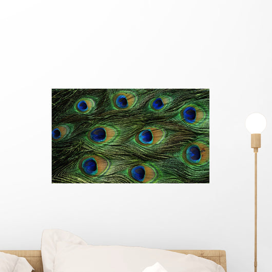 Texture Feathers Peacock