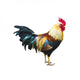 Wild Rooster