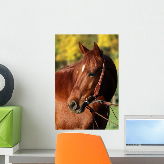 Western Horse Autumn