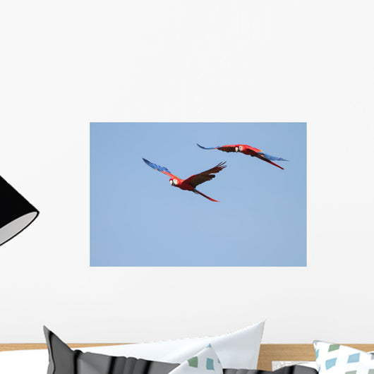 Scarlet Macaws Flight 2