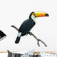 Toucan isolated on white Wall Decal