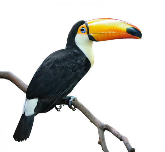 Toucan isolated on white Wall Decal