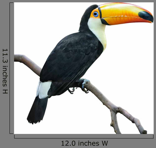 Toucan isolated on white Wall Decal