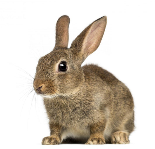European Rabbit or Common Wall Decal